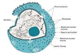 Se ubica el ADN en el núcleo de una célula.
