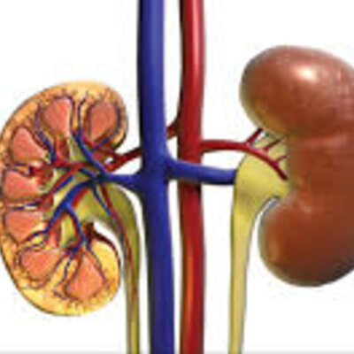 Timeline: Função Renal