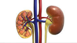 Timeline: Função Renal
