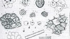 Timeline: Teorías celulares