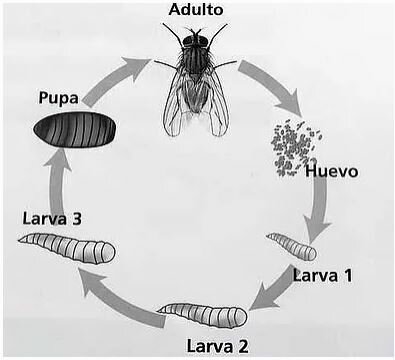 Ley de la biogénesis-Louis Pasteur