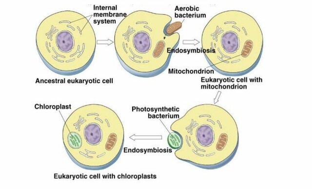 Teoría endosimbionte de Lynn Margulis