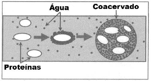 Coacervados de Oparin