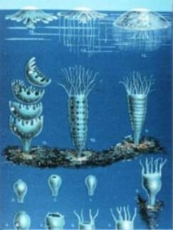 Toda planta esta formada por células