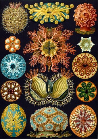 AÑO 1886 ERNST HAECKEL