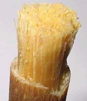 el primer cepillo de dientes