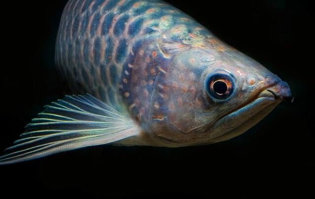 los tronadores del Nilo