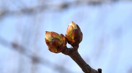 Timeline: «Как появляются листья на деревьях?»