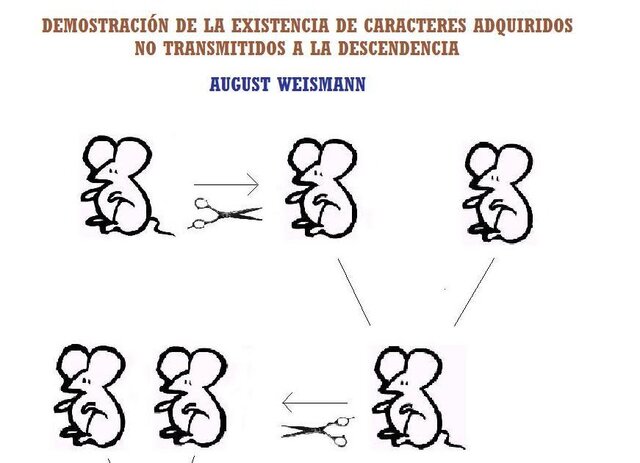 August Weismann "Teoría Celular"