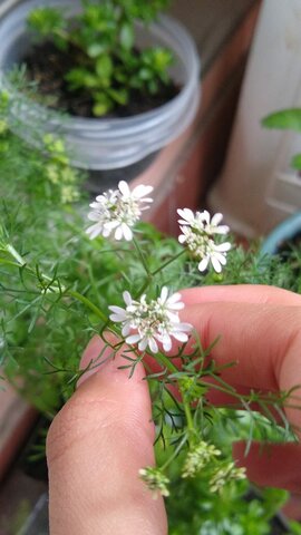 Giberelinas cilantro