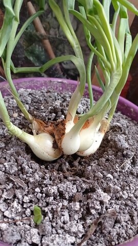 Giberelinas y auxinas Cebolla