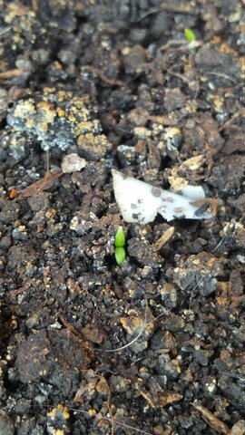 Ácido Abcísico cilantro