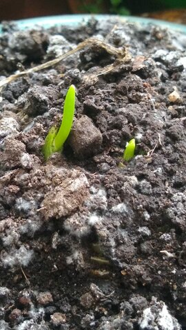 Ácido Abcísico cebolla