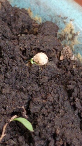 Citocininas Cilantro