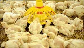 Primeros medios para observación y crecimiento de tejidos