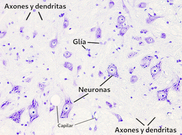 Demostración del factor de crecimiento nervioso estimula el crecimiento de los axones en tejidos en cultivo