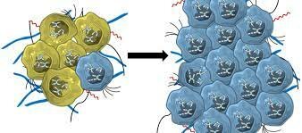 Primera línea celular estable de neuroblastoma