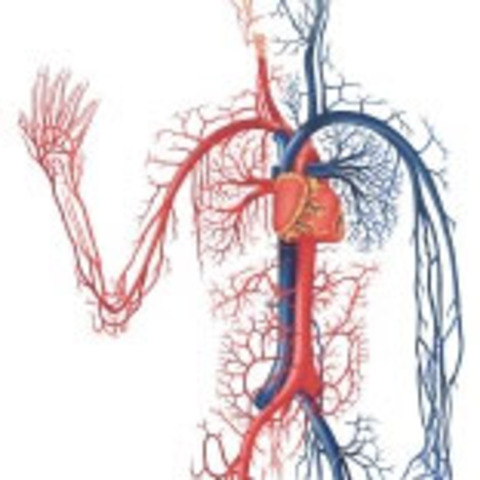 Circulation of Blood