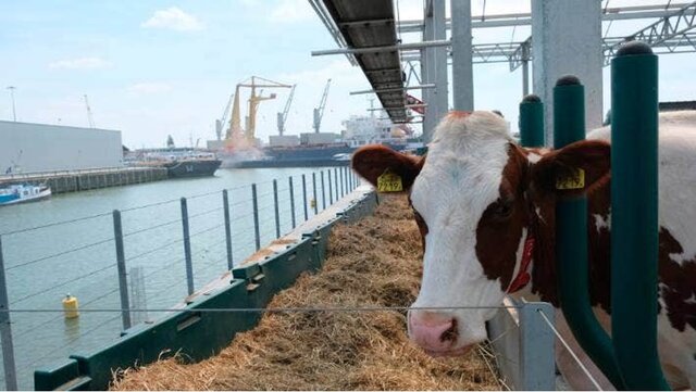 Floating Dutch Dairy Farm - The purpose of the project was to construct a diary farm on a three story floating pontoon moored in the Dutch port city of Rotterdam using waste products from the city to feed the cows.