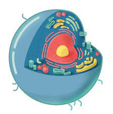 Where cells come from?