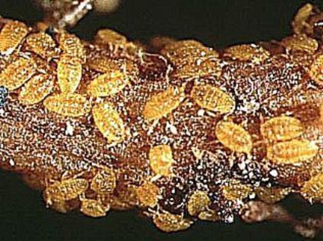 Mr Opie tries his hand at wine growing