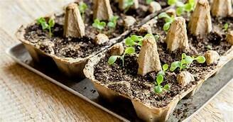 REALIZZAZIONE SEMENZAIO