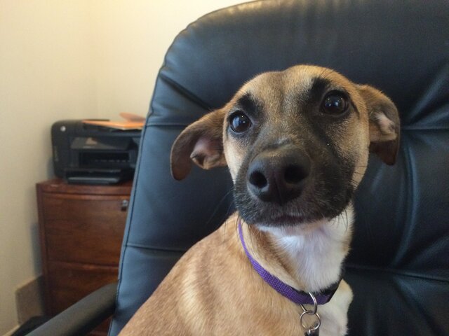 Third dog (personal)