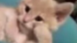 Timeline: Linea de Tiempo de Juliana Machicado