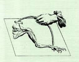 Galvani: el impulso nervioso (1780)