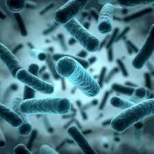 Apareixen els bacteri (3.800.000.000 anys)