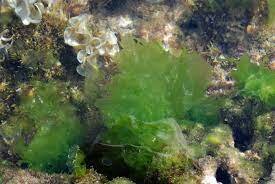 Primers organismes fotosintètics (3.500.000.000 anys)