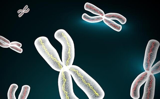 Descubrimiento de los cromosomas