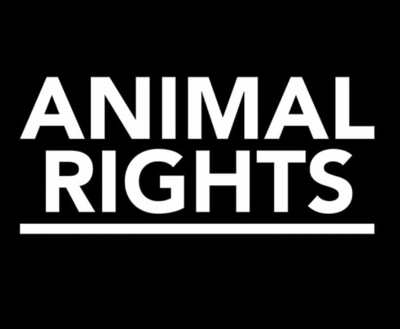 general motors stopped using animal on crash tests