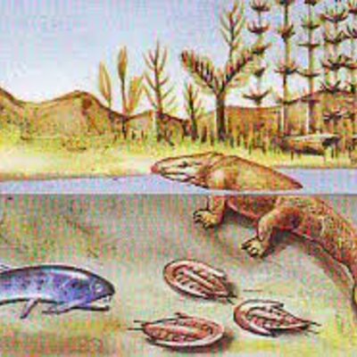 Timeline: LOS PRIMEROS TETRÁPODOS Y ANFIBIOS MODERNOS