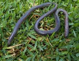 Anfibios modernos: Apodos (Gimnofiones)