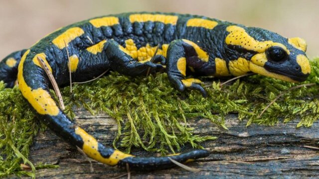 Anfibios modernos: Urodelos (Caudados)