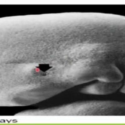 Timeline: Organogénesis