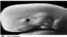 Timeline: Organogénesis