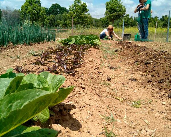creación de milpas a mano