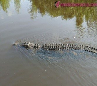 La naturaleza reclama su lugar.