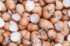 CASCARA DE HUEVO 15 A 30 DIAS