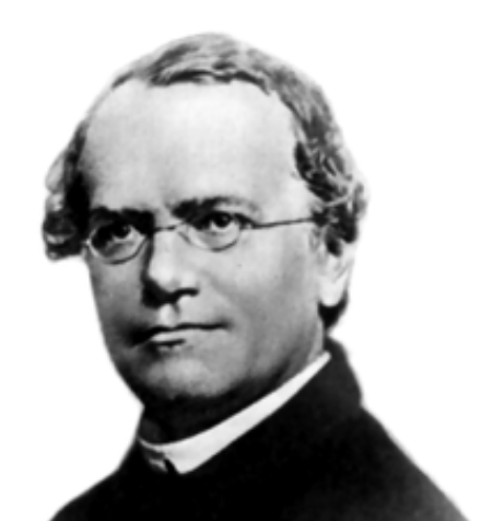 1866 leyes de mendel