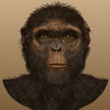 Ardipithecus ramidus