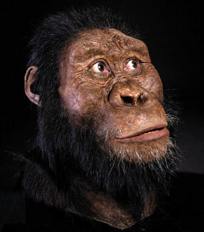 Australopithecus anamensis