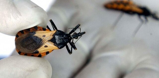 "Enfoque de Ecosalud para control de vectores de la enfermedad de Chagas"