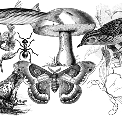 Timeline: Clasificación de los seres vivos