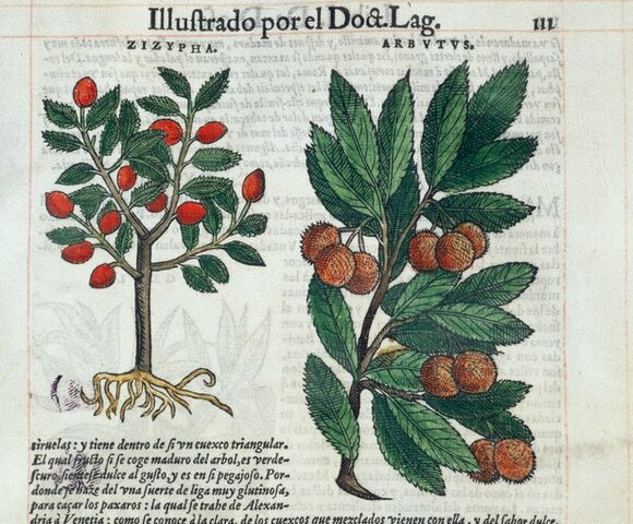 Yerba de las ballestas