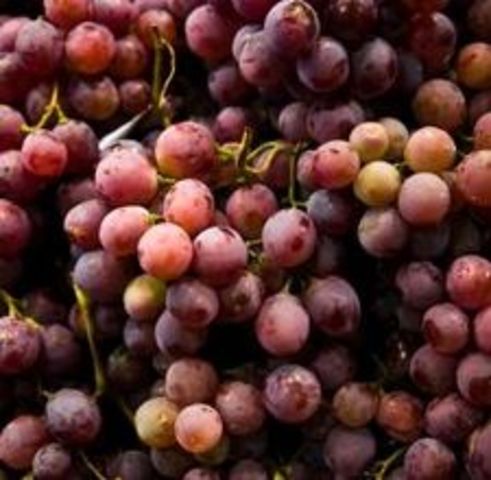 Government Funds Vine Planting