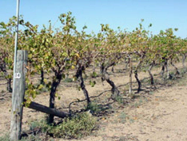 Bank Crash affects Exports