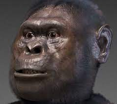AUSTRALOPITHECUS AFARENSIS